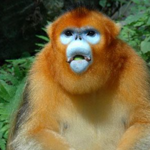 monk